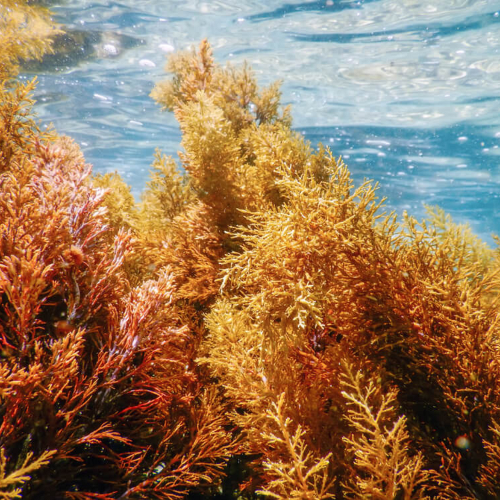 Pool Grown Vs. Wildcrafted Sea Moss