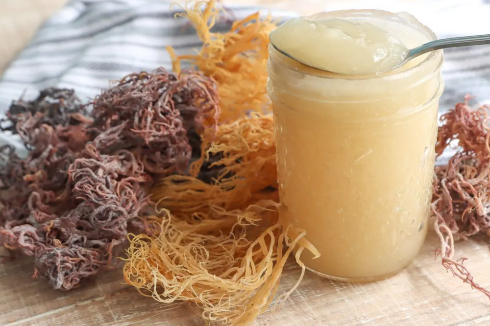 How to Make Sea Moss Gel and Its Different Uses