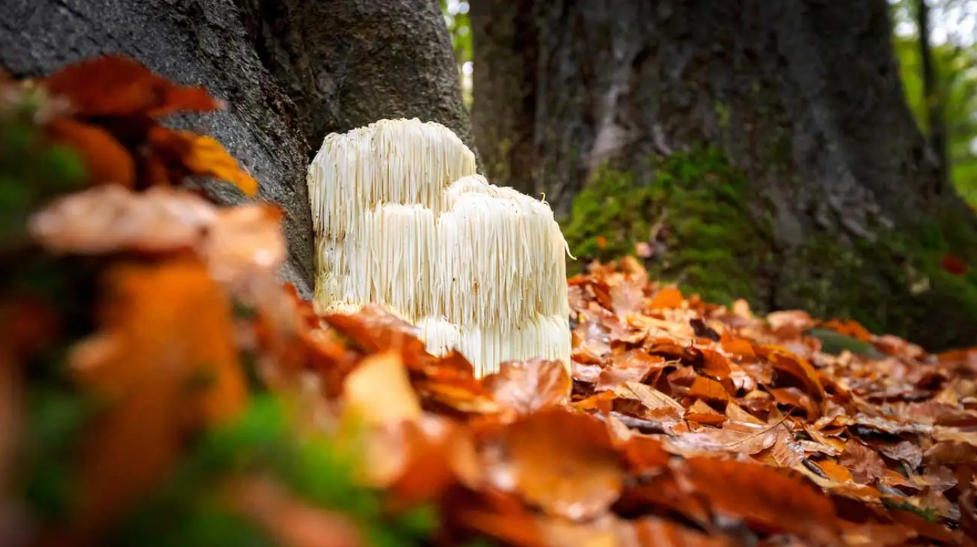 The Lion's Mane Mushroom: A Roaring Revolution in Wellness!